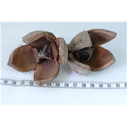 Mahogany gousse