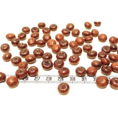 Sabal mini