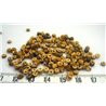 Coco anneau 02 03mm beige marron