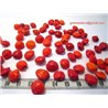 Caconnier rouge