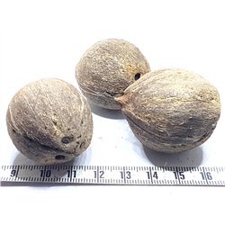 Ti Coco des Antilles