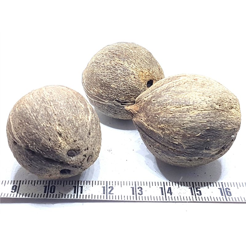 Ti Coco des Antilles
