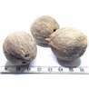 Ti Coco des Antilles