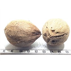 Ti Coco des Antilles