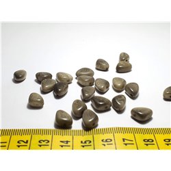 Tagua rocaille  gris