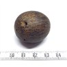Ti Coco des Antilles poli