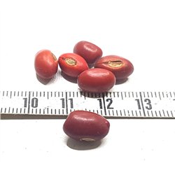 Immortelle petite rouge foncé