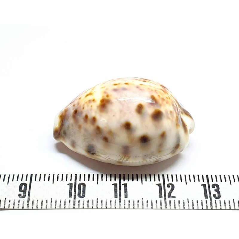 Cauri tigré grand