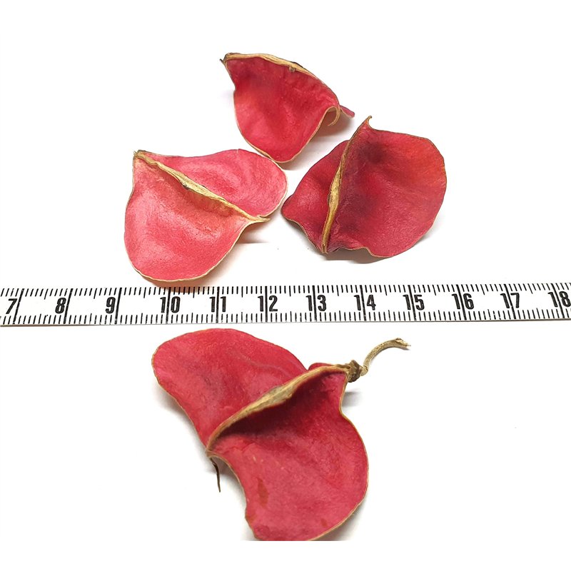 Perle de Zanzibar pétale