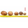 Tagua graine 3 cm  nature