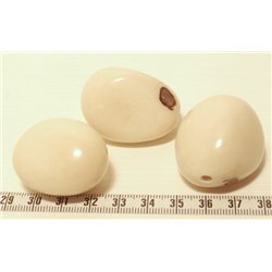 Tagua graine 3 cm blanc