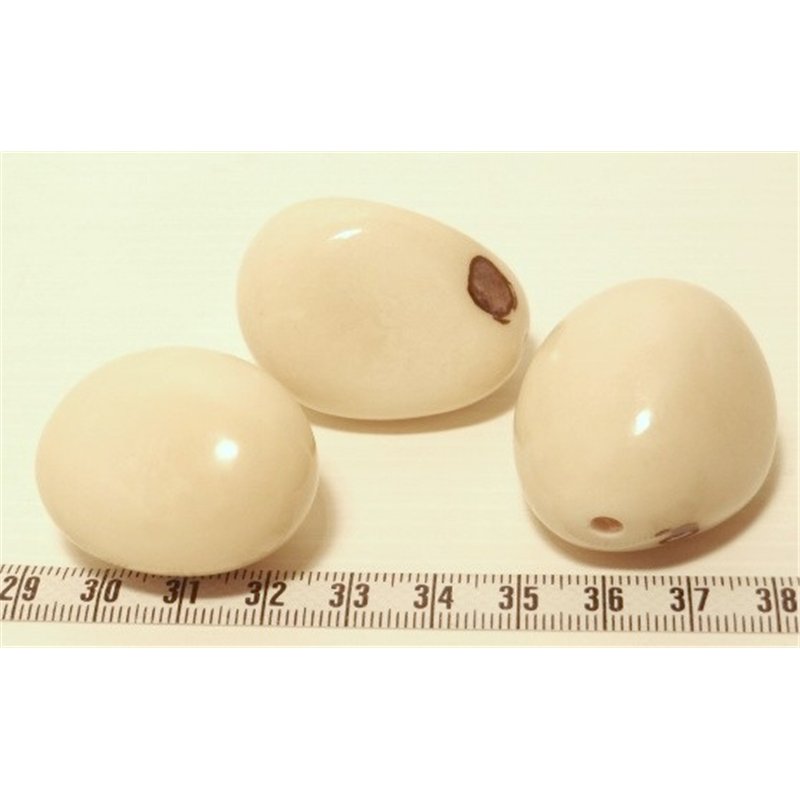 Tagua graine blanc x1