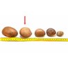 Tagua graine 6 cm  nature