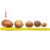 Tagua graine 7 cm  nature
