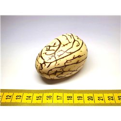 Tagua graine marbrée 5 cm