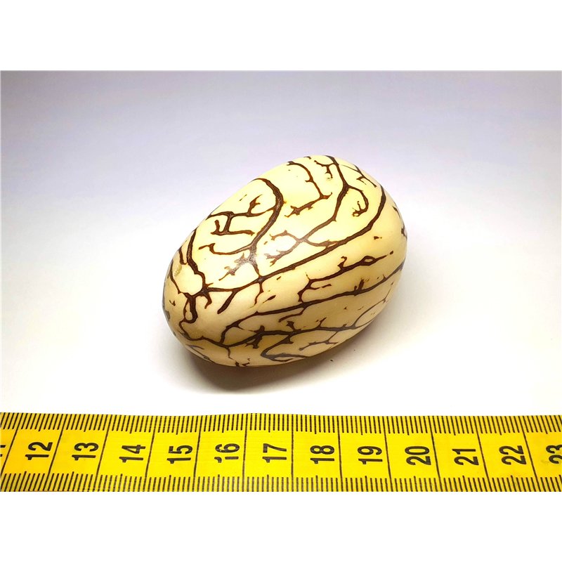 Tagua graine marbrée 5 cm