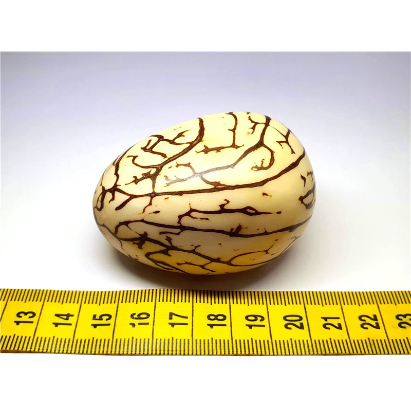 Tagua graine marbrée 6 cm