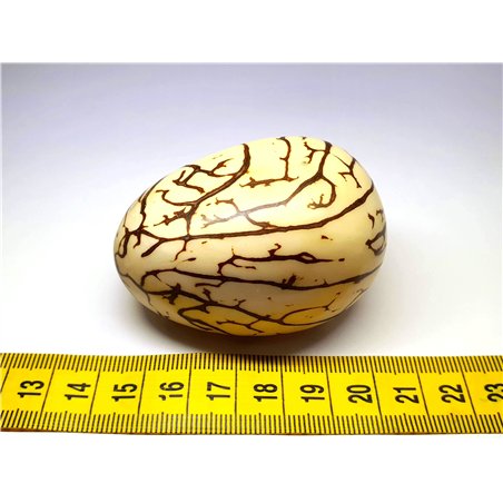 Tagua graine marbrée 6 cm