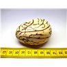 Tagua graine marbrée 6 cm