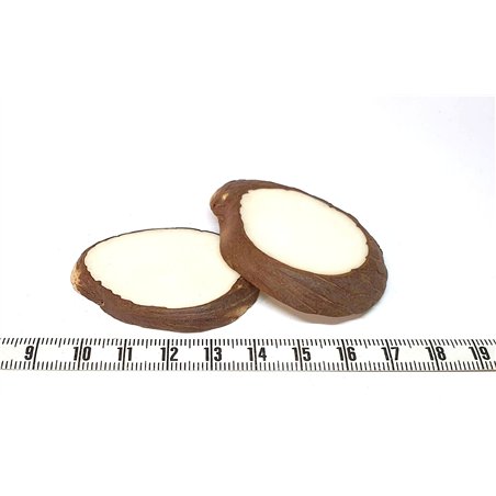 Tagua lame épaisse grande blanc