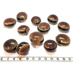 Oeil de boeuf rond du Bélize GLOSS