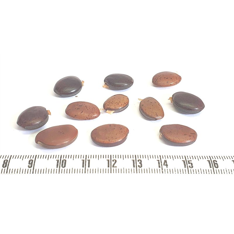 Oeil de bourrique marron marbré mini