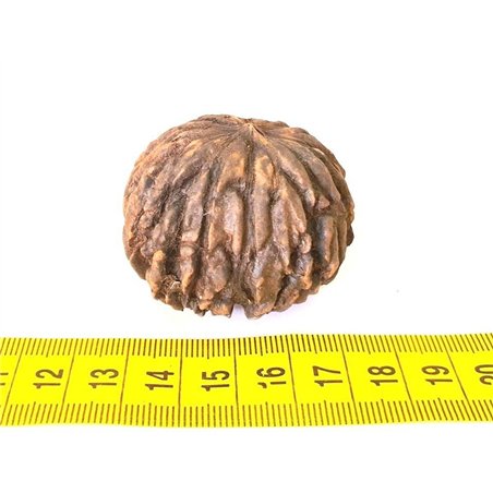 Noyer Géant