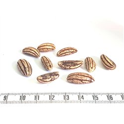 Palmier mangua
