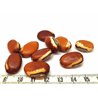 Pois sabre marron/blanc