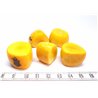 Tagua tronçon rose