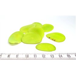 Tagua pétale   petite vert
