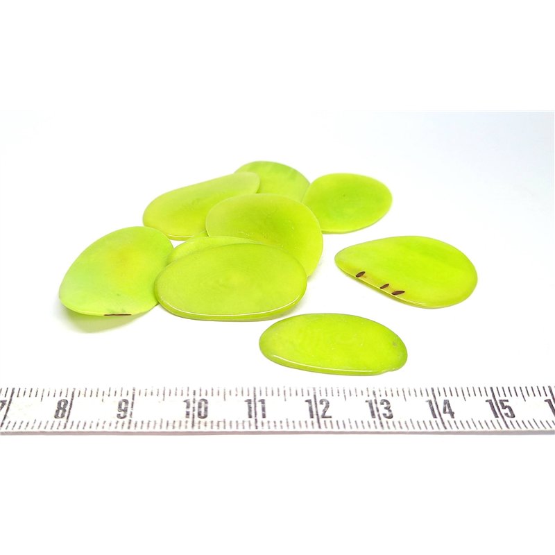 Tagua pétale petite verte