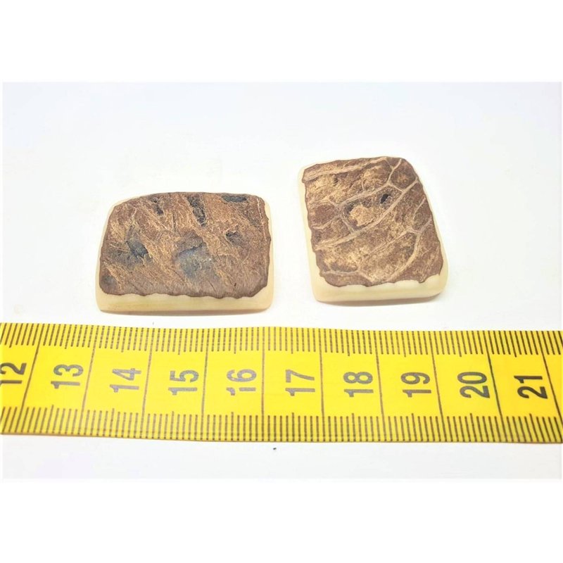 Tagua plaque brut