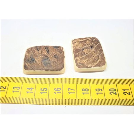 Tagua plaque brut