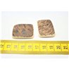Tagua plaque brut