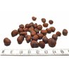 Baobab