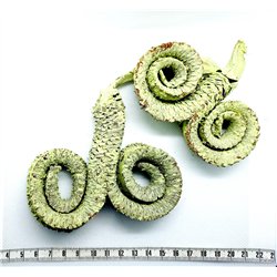 Colimaçon vert pomme