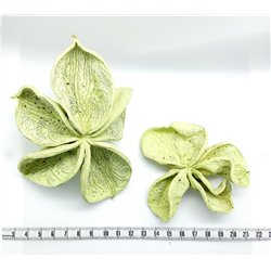 Fleur étoilée vert