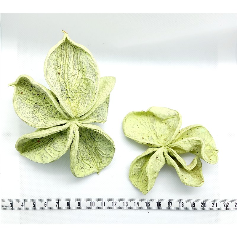Fleur étoilée vert