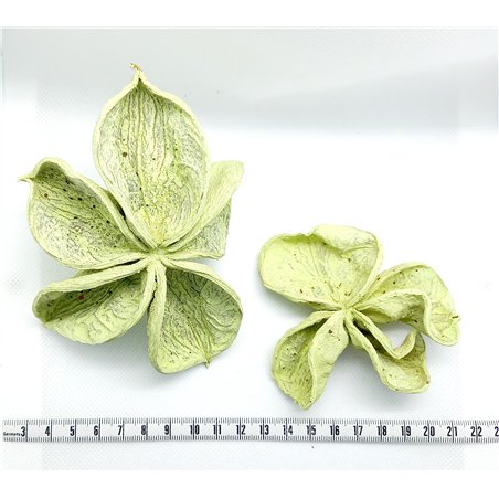 Fleur étoilée vert