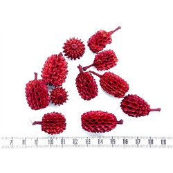 Filao rouge