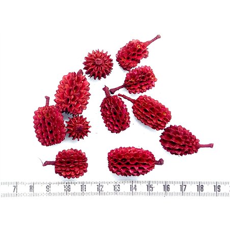 Filao rouge