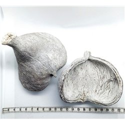 copy of Olivier de Java fruit