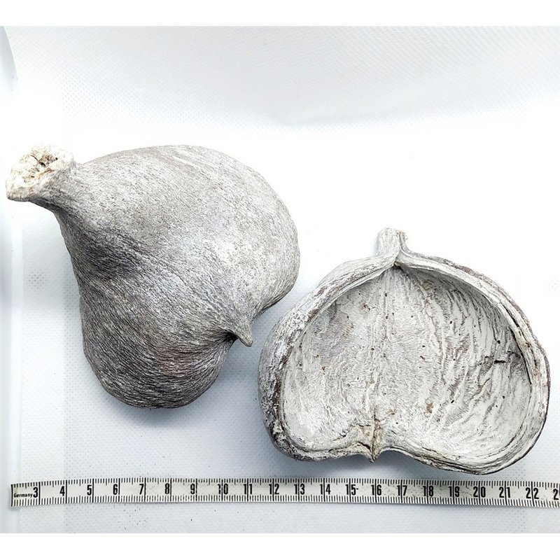copy of Olivier de Java fruit