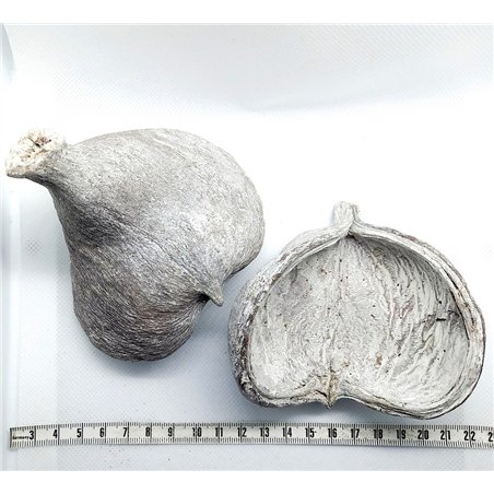 copy of Olivier de Java fruit