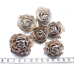 Fleur de cèdre blanchie