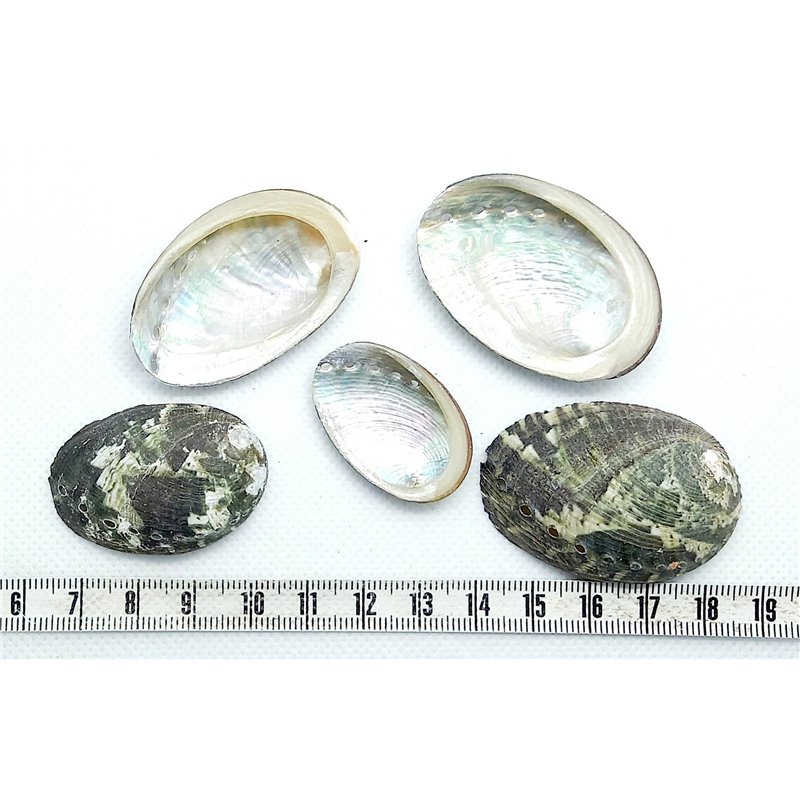 copy of Nacre abalone pastille