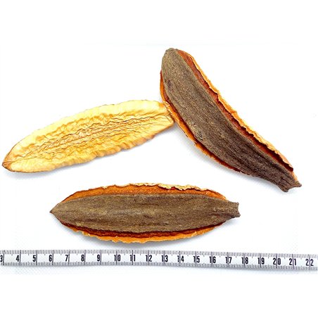 copy of Casse rose fruit