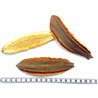 copy of Casse rose fruit