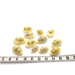 Cauri jaune petit